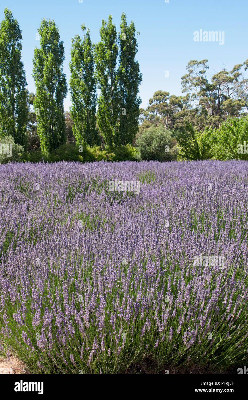 Australia, Victoria, Shepherds Flat, lavender field Stock Photo Alamy