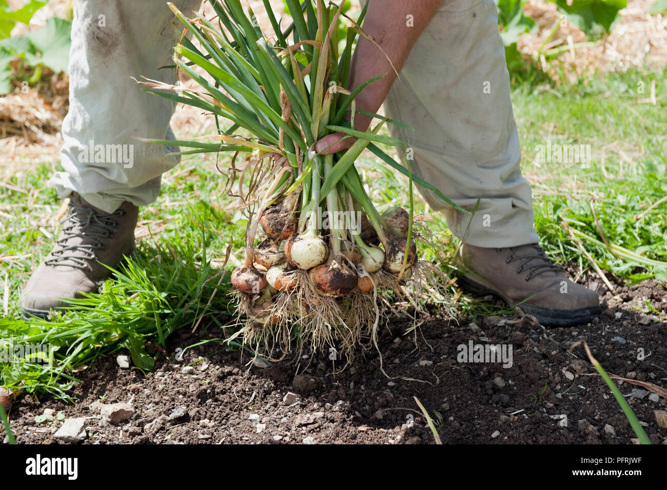 Organically grown onions hi-res stock photography and images - Alamy