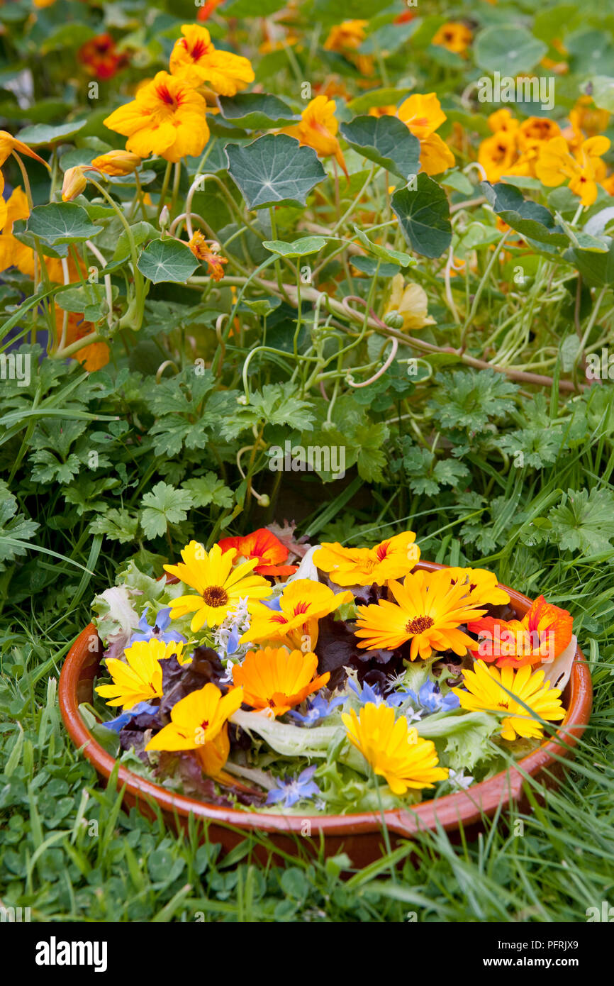 Bowl of edible flowers, including Borago officinalis (Borage), Tropaeolum majus (Garden nasturtium), Calendula officinalis (Pot marigold) Stock Photo