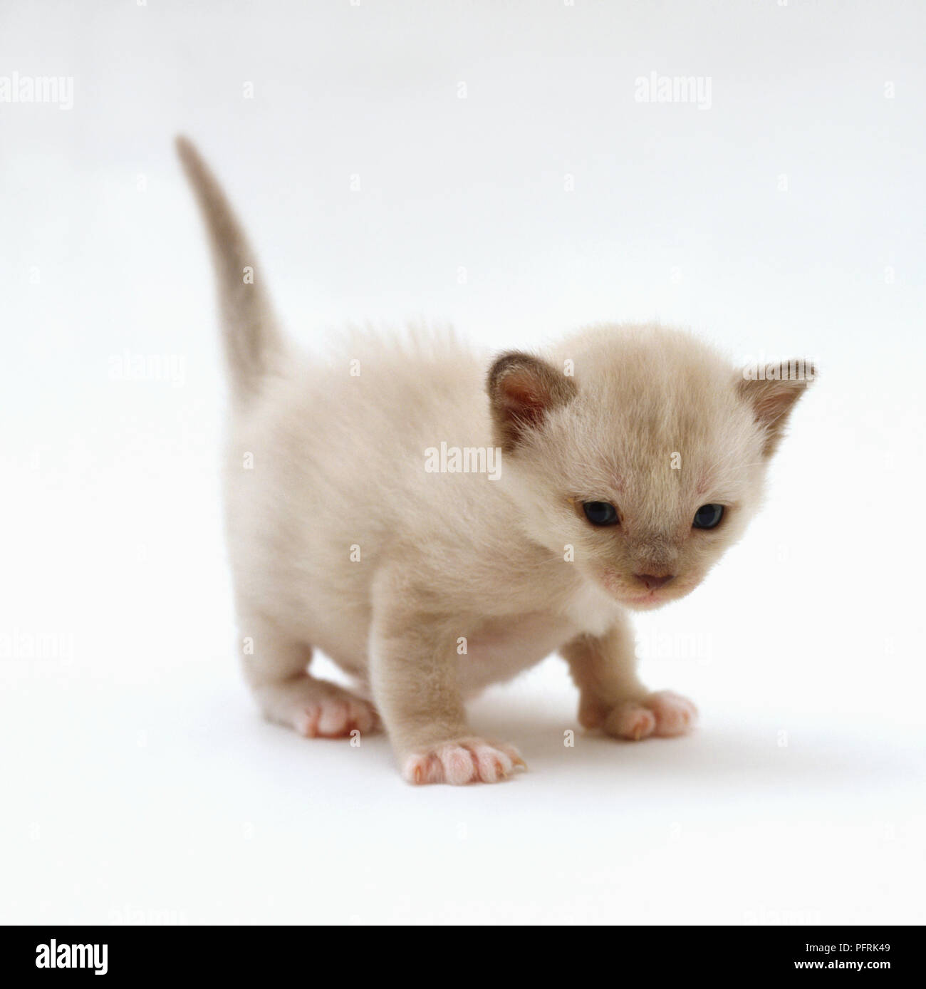 Four week old Lilac Burmese kitten, standing Stock Photo Alamy — free download