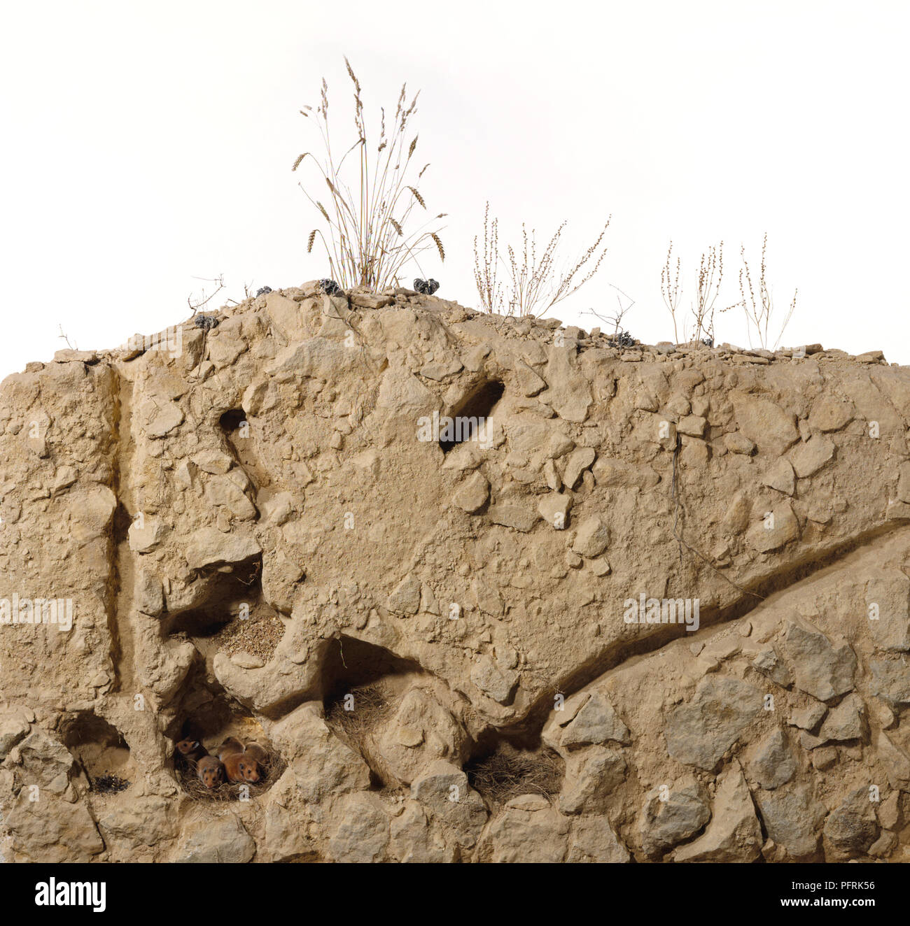 Crosssection of hamster burrows with hamsters sitting inside Stock