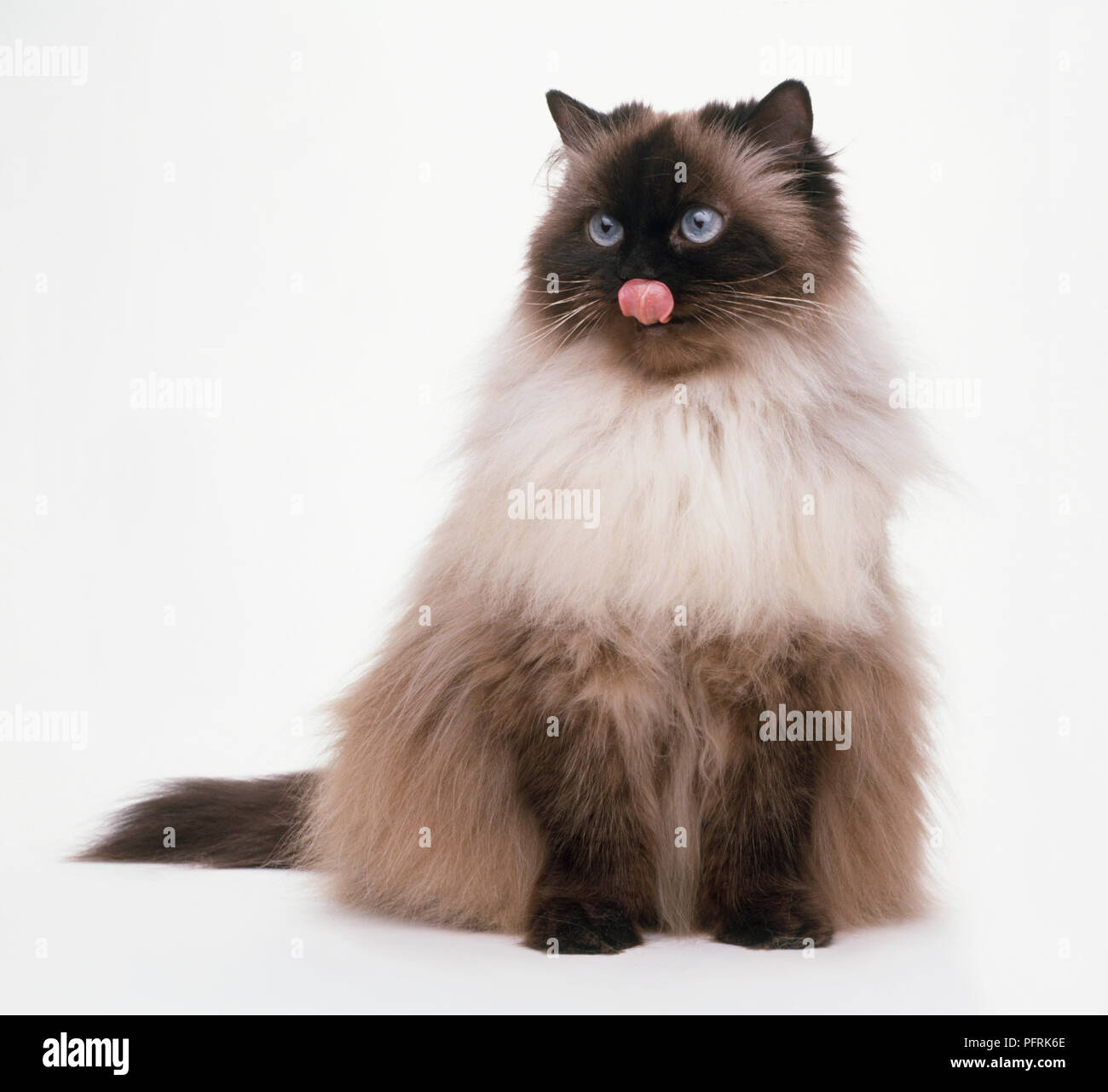 Seal Point Colourpoint with blue eyes and long fur, sitting sticking tongue out Stock Photo