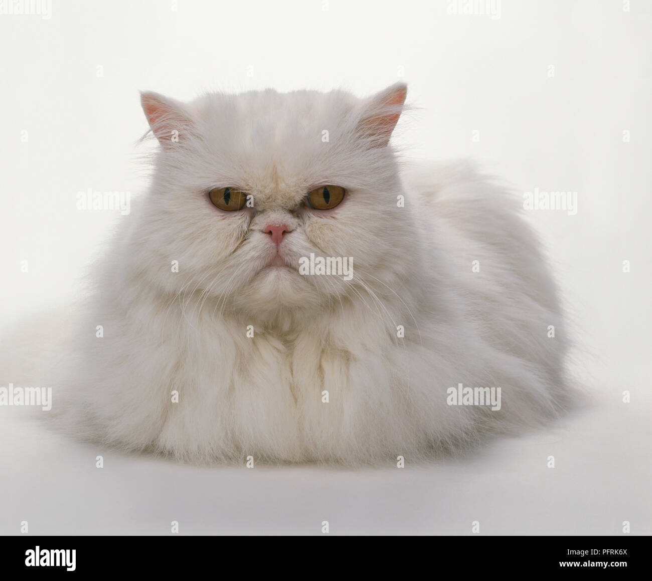 Orange Eyed White Longhair Persian Cat Looking At Camera Stock