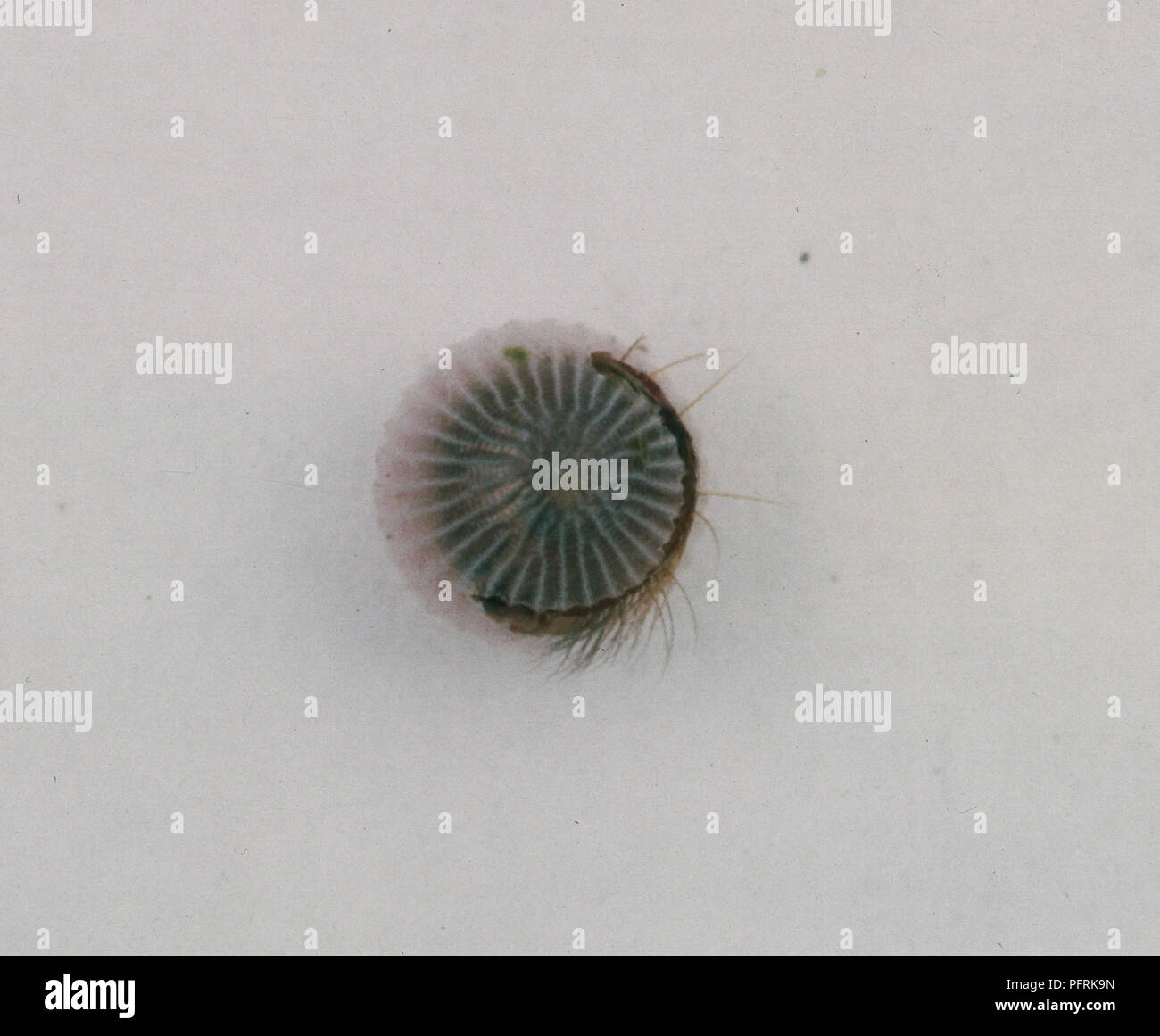 Caterpillar of Owl Butterfly (Caligo beltrao) bites its way through the egg in order to hatch. Stock Photo