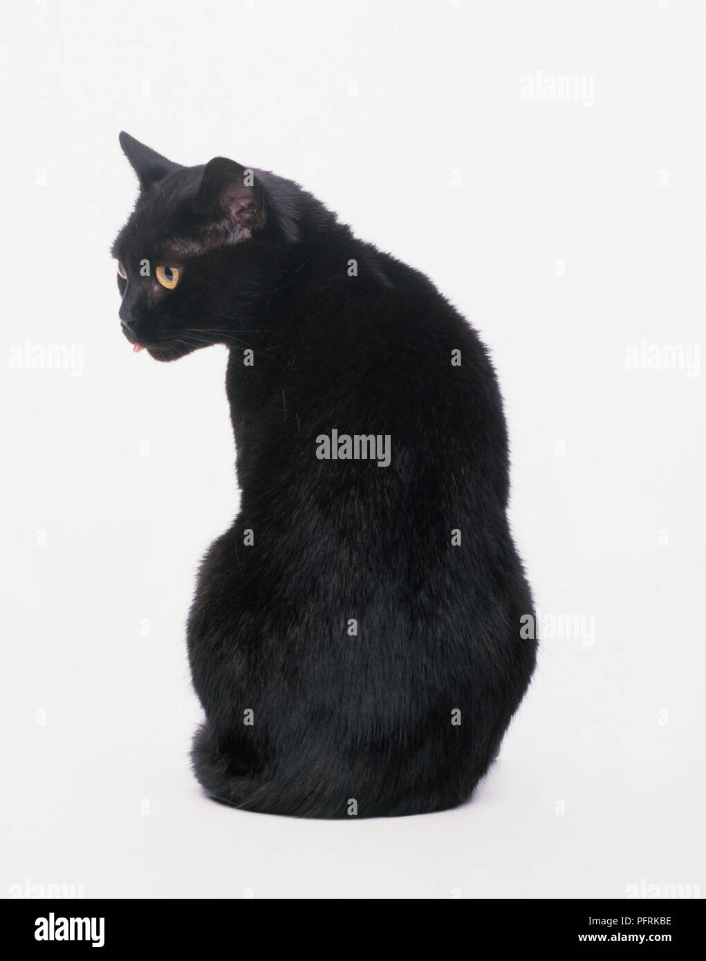 British Black Shorthair cat sticking tongue out, rear view Stock Photo