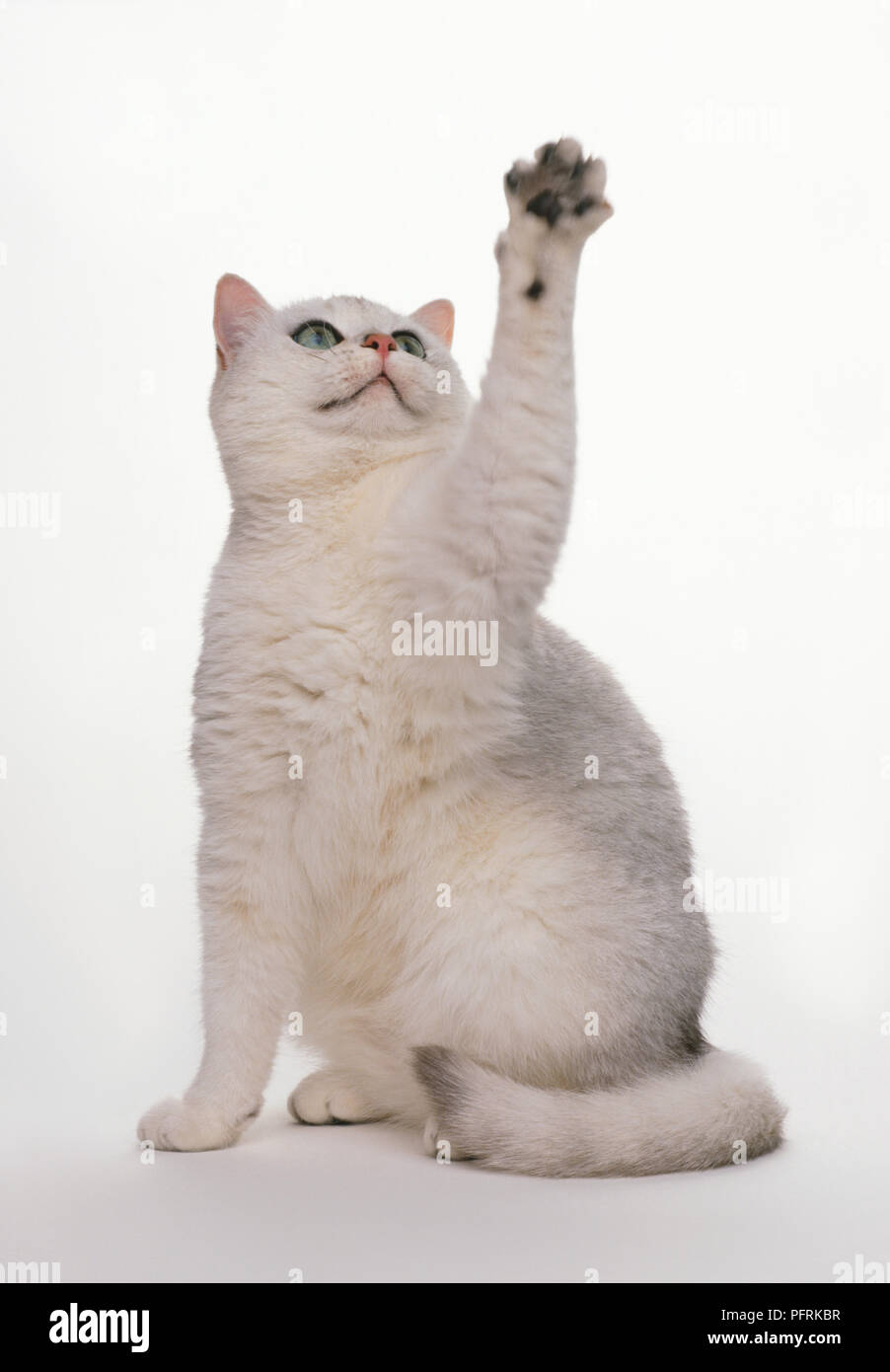 Black Tipped British Shorthair reaching up with paw Stock Photo