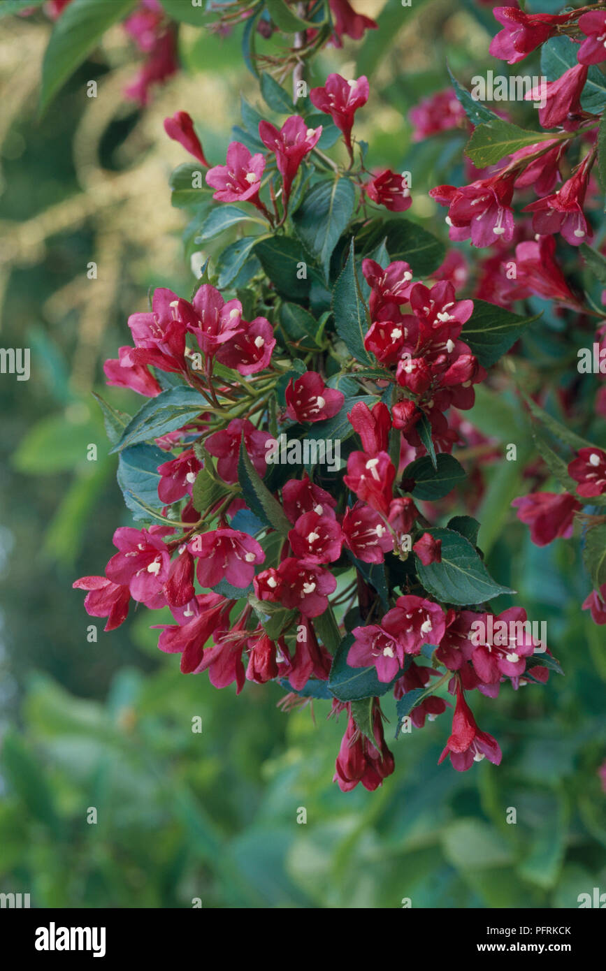 Weigela 'Eva Rathke', deciduous shrub bearing crimson flowers, close-up Stock Photo