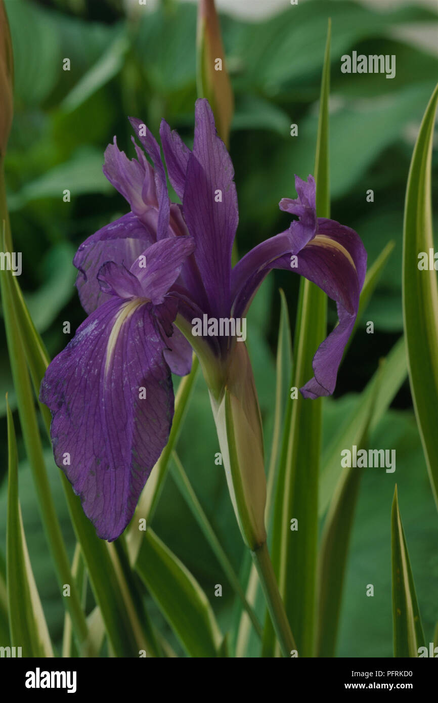 Close-up the soft purple-blue flower of Iris Laevigata 'Variegata' Stock Photo