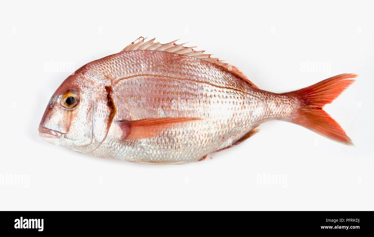 Red Dorade (Sea Bream Stock Photo Alamy