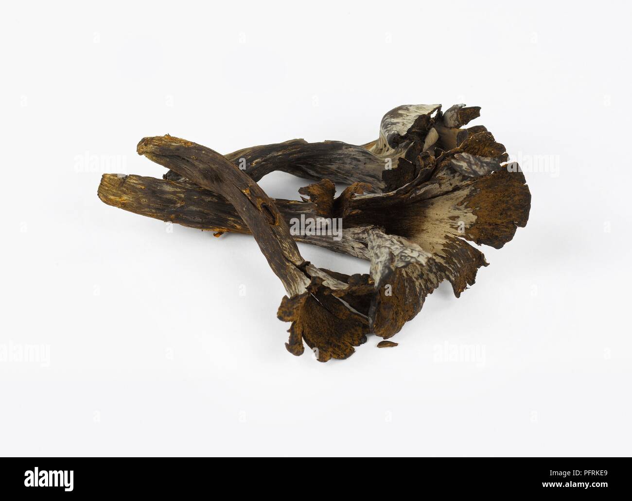 Dried Black Trumpet (Craterellus cornucopioides) mushrooms Stock Photo