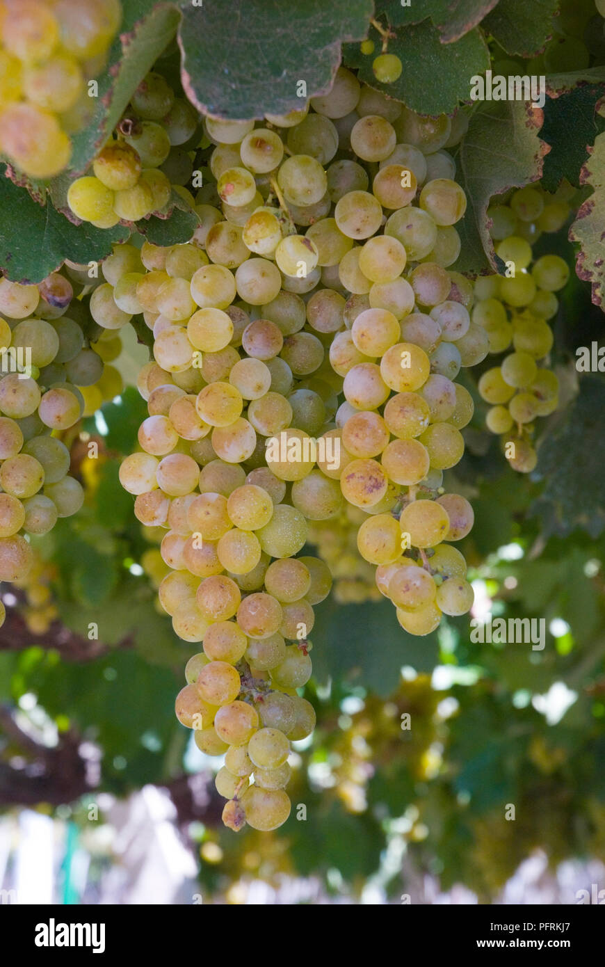 Argentina, Cuyo, Mendoza, Torrontes grapes on vines Stock Photo