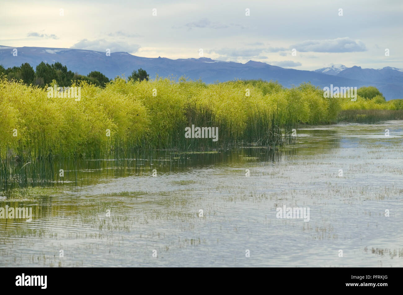 Argentina, Patagonia, Los Antiguos, marshes along the shore of Lago Buenos Aires Stock Photo