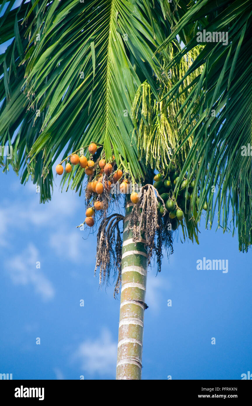 Thailand, Areca catechu (Areca nut palm) bearing areca nuts (also known as betel nuts) Stock Photo