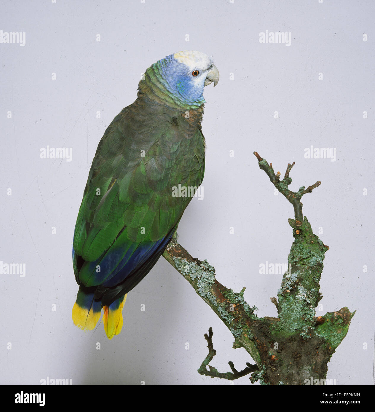 Saint Vincent Amazon (Amazona guildingii) parrot perching on branch Stock Photo