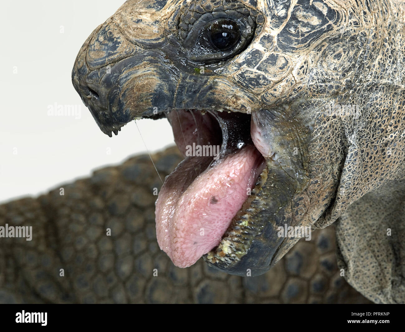 Aldabra giant tortoise (Aldabrachelys gigantea), close-up of a tortoise  head, mouth wide open and tongue sticking out Stock Photo - Alamy