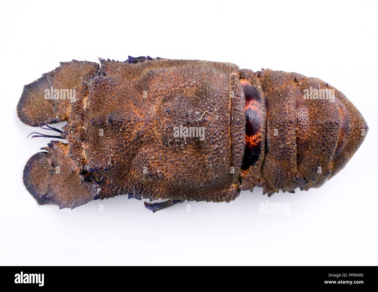 Slipper lobster (Scyllarus arctus), overhead view Stock Photo