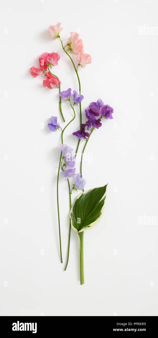 A selection of flowers from Lathyrus odoratus (Sweet pea) and a hosta leaf Stock Photo