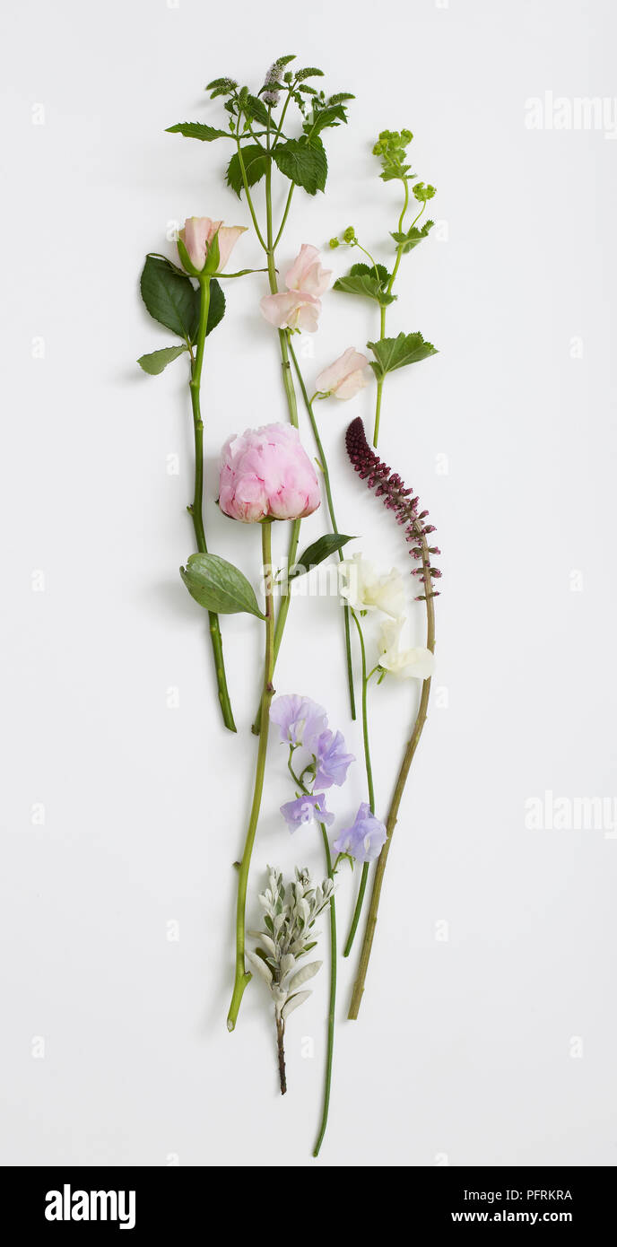 A selection of flowers, Lathyrus odoratus (Sweet pea), Alchemilla sp. (Lady's mantle), Lysimachia sp., Senecio sp., spearmint stems with flowers, rose and peony Stock Photo