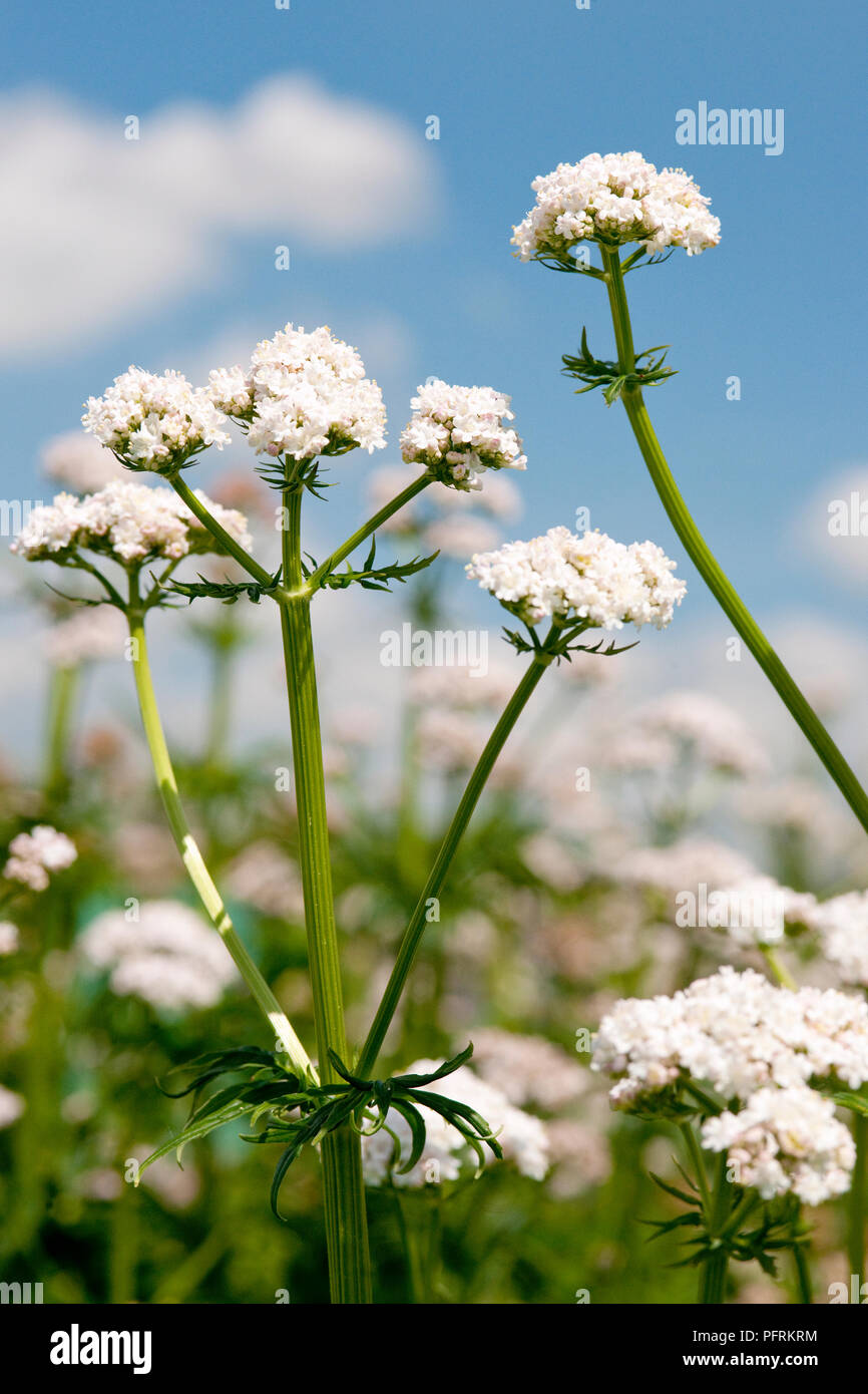 Valeriana officinalis (Valerian), clusters of white flowers on stems, close-up Stock Photo