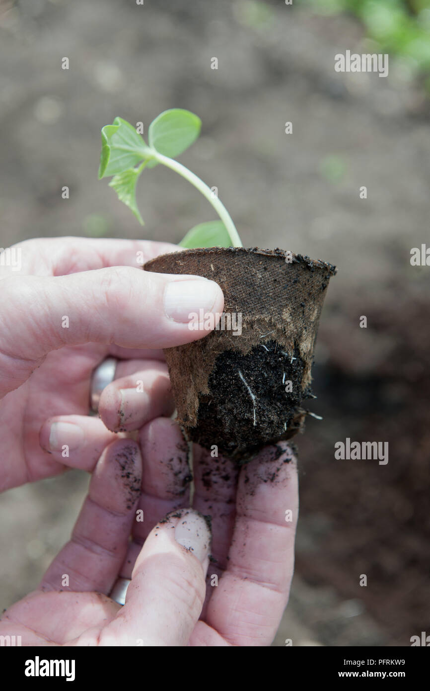 Vegetable seedling plug from biodegradable pot showing leaves and fibrous roots Stock Photo