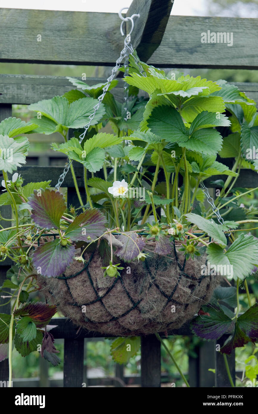 Hanging basket strawberries hires stock photography and images Alamy