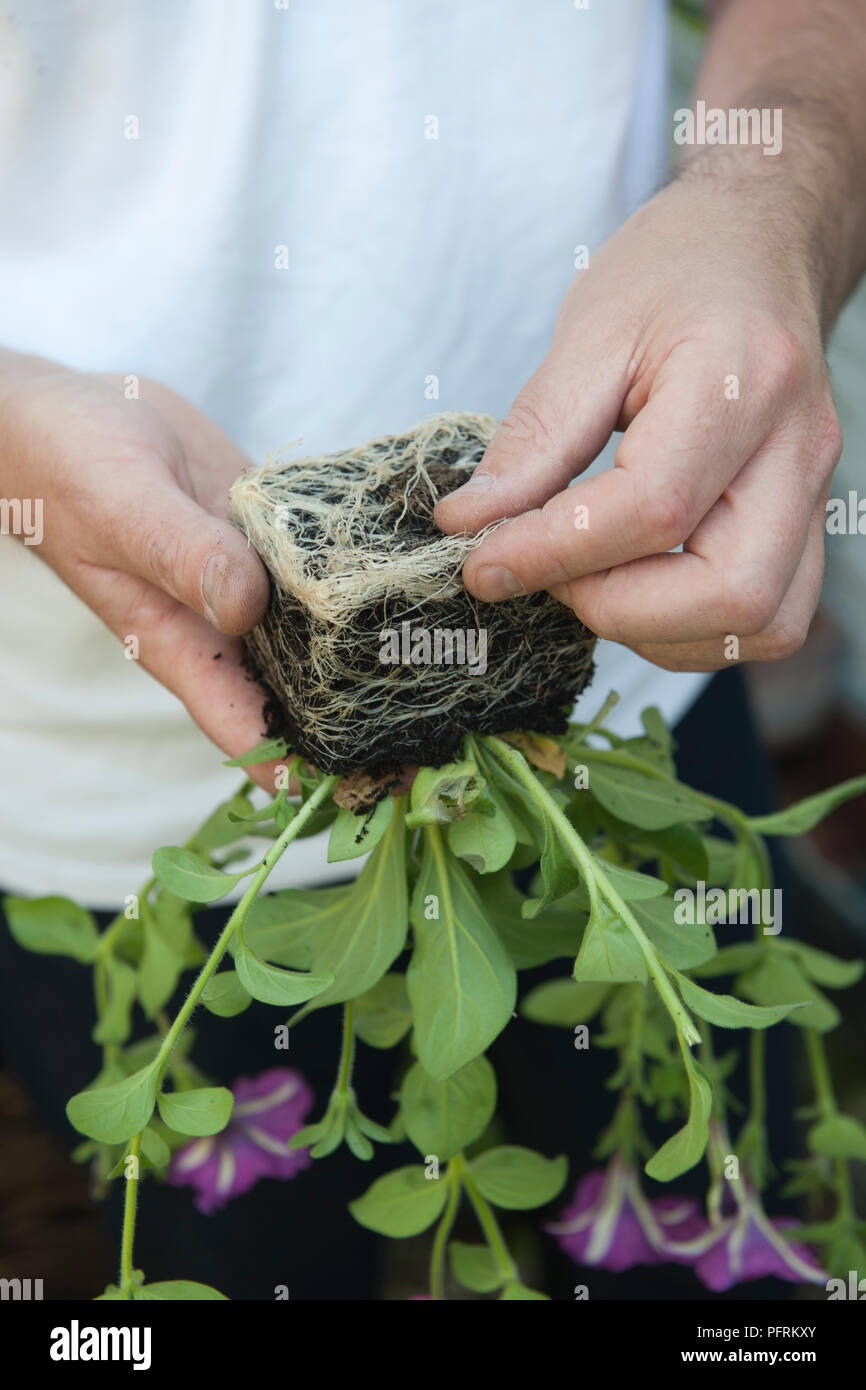 Man holding petunia plant upside down to gently tease roots from soil ...