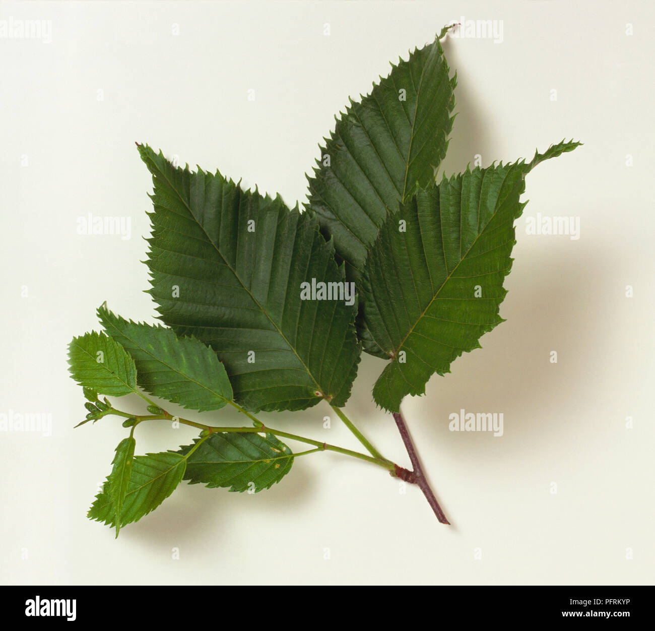 Betula grossa (Japanese cherry birch), stem with ovate, toothed leaves and young catkins Stock Photo