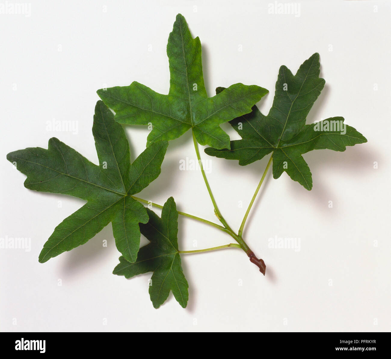 Liquidambar orientalis (Oriental sweet gum), stem with four leaves Stock Photo