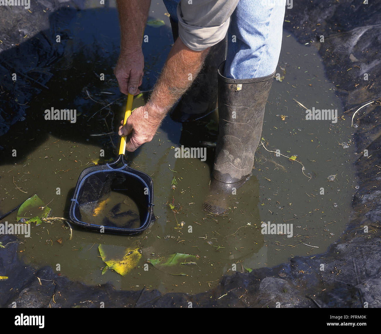 Cleaning out a pond, removing fish with net Stock Photo Alamy