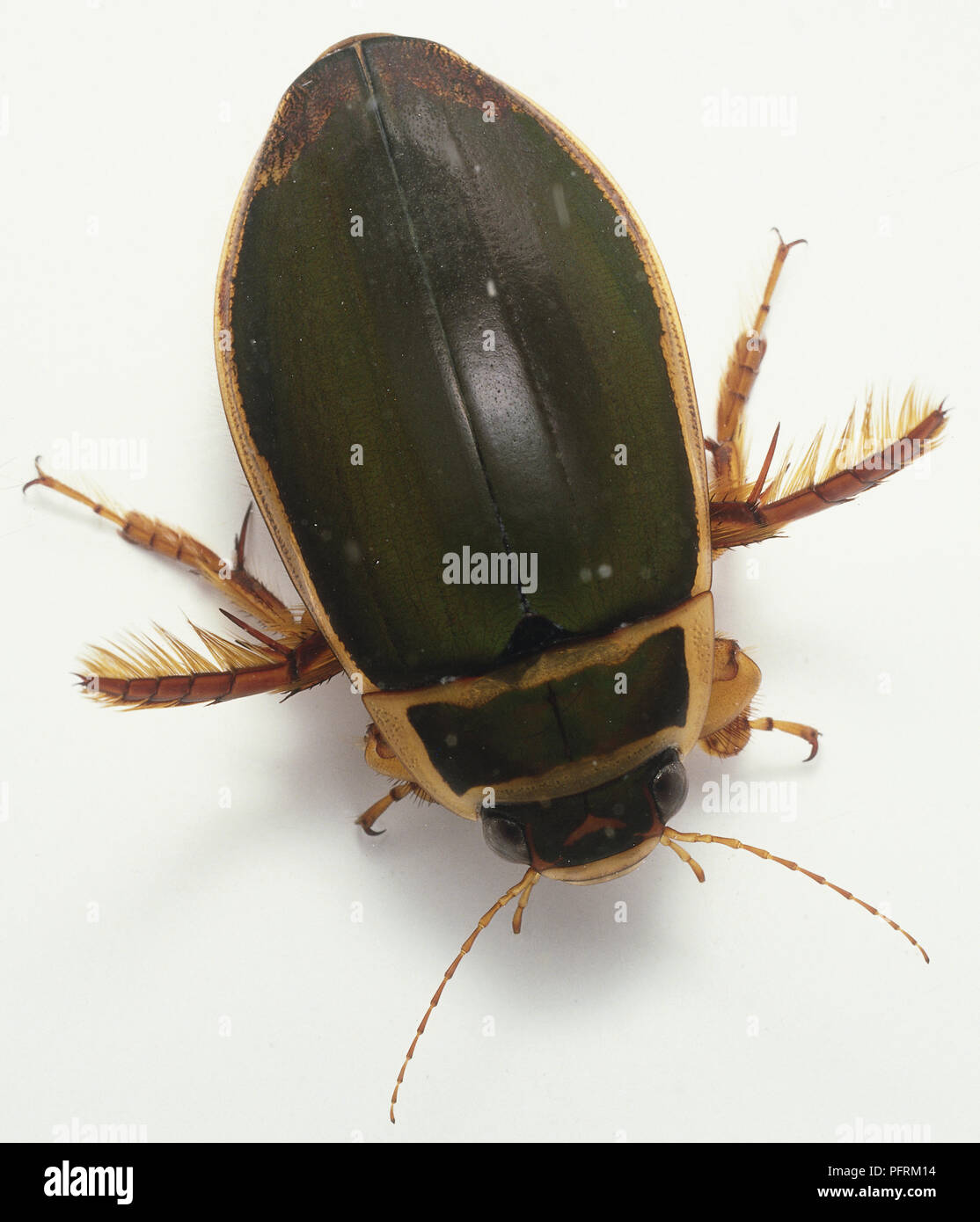 Great Diving Beetle (Dytiscus marginalis) Stock Photo