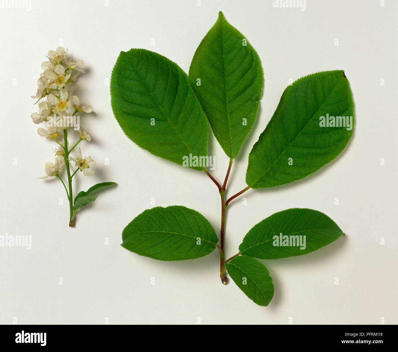 Prunus padus (Bird cherry), stem with flowers, and a stem with leaves Stock  Photo - Alamy