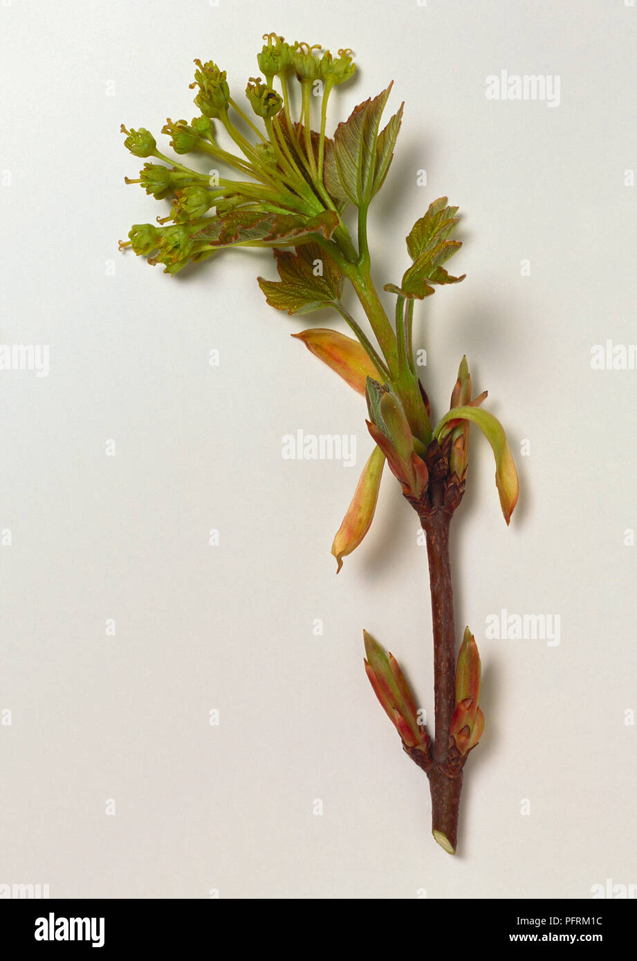 Acer opalus (Italian maple), stem tip showing cluster of light green spring flowers and emerging immature leaves Stock Photo