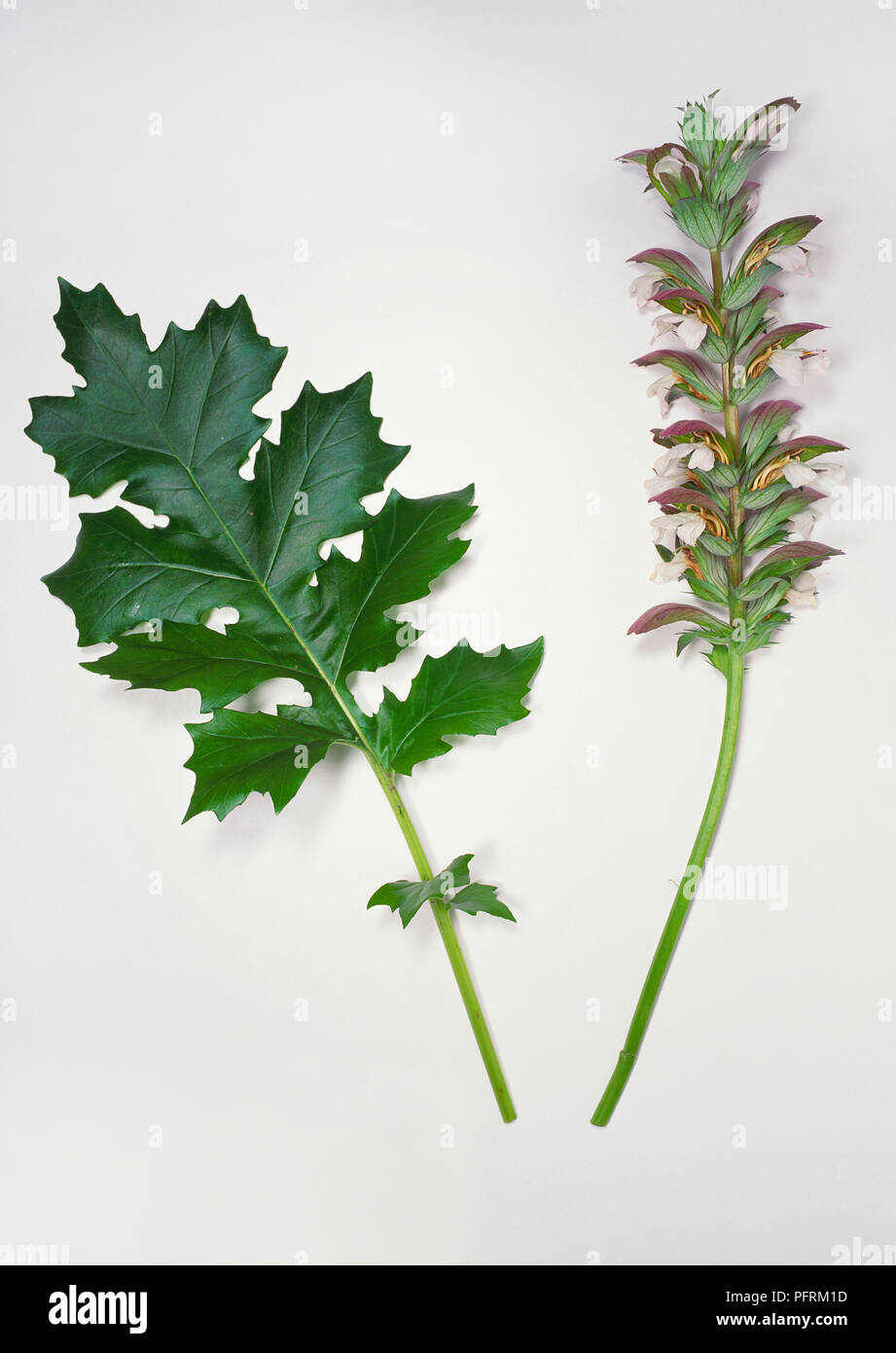 Bears breech plant hi-res stock photography and images - Alamy