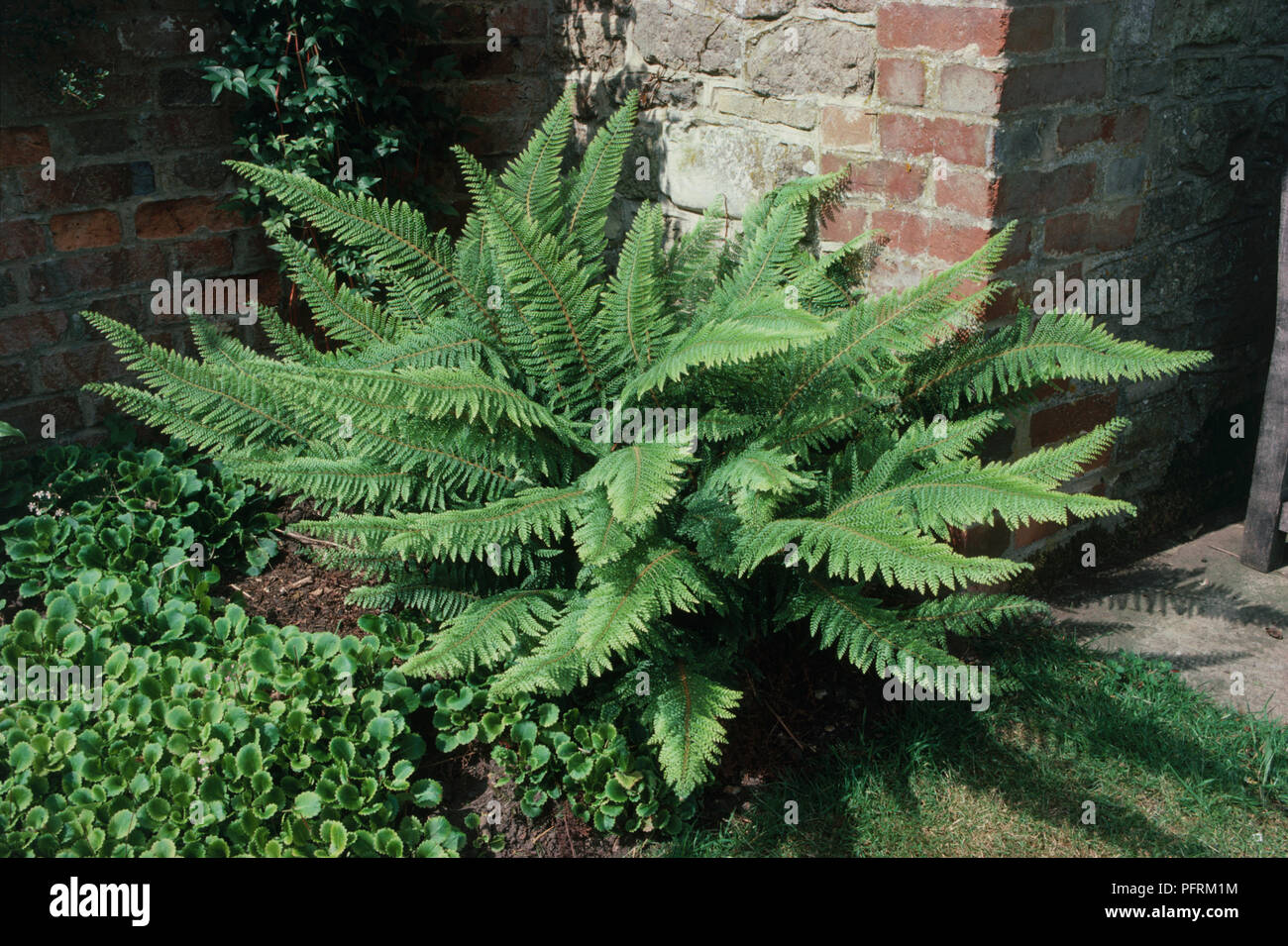 Polystichum setiferum 'Divisilobum Group' (Soft shield fern), evergreen fern against a wall Stock Photo