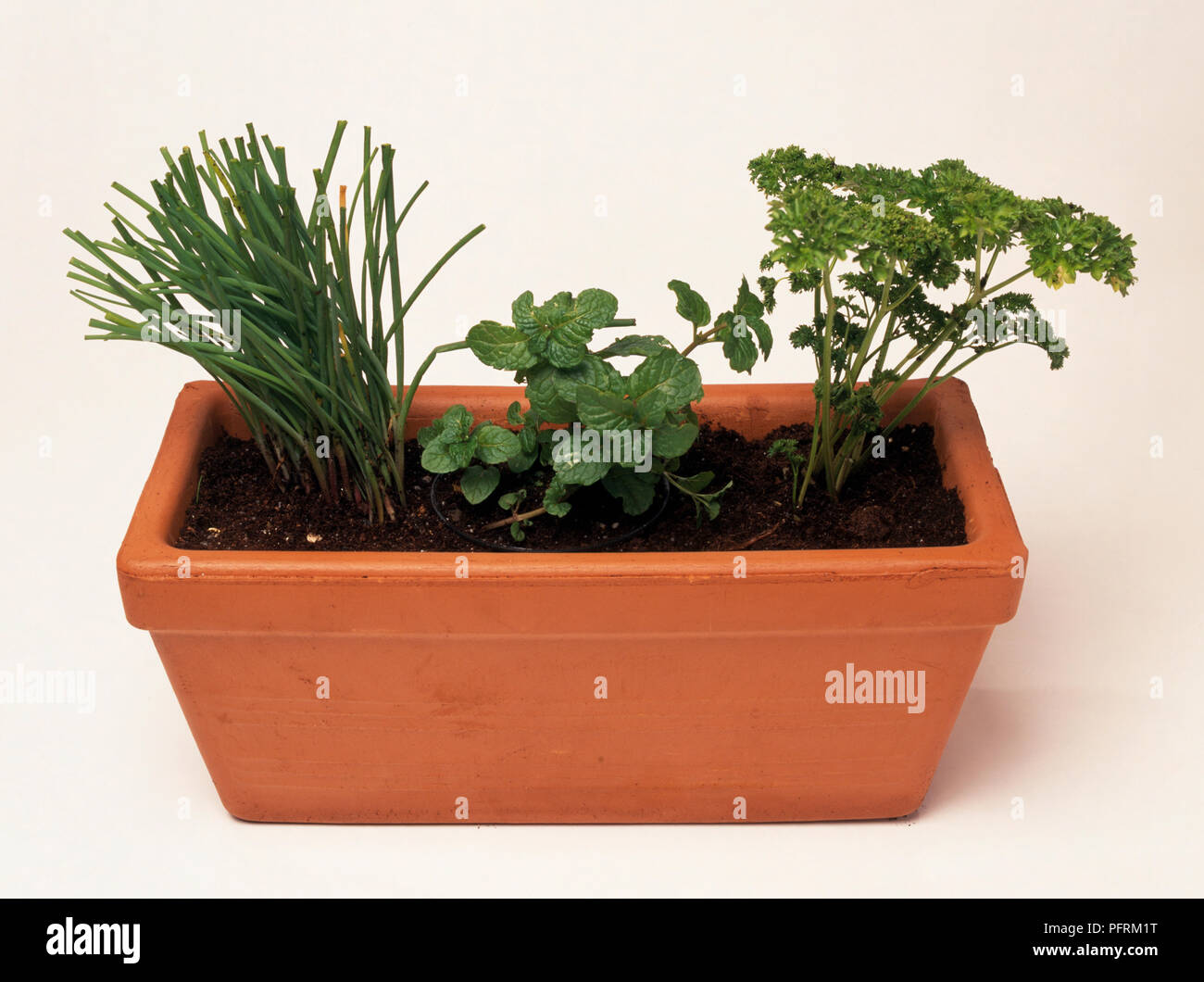 Chives, mint, and parsley growing in terracotta window box Stock Photo