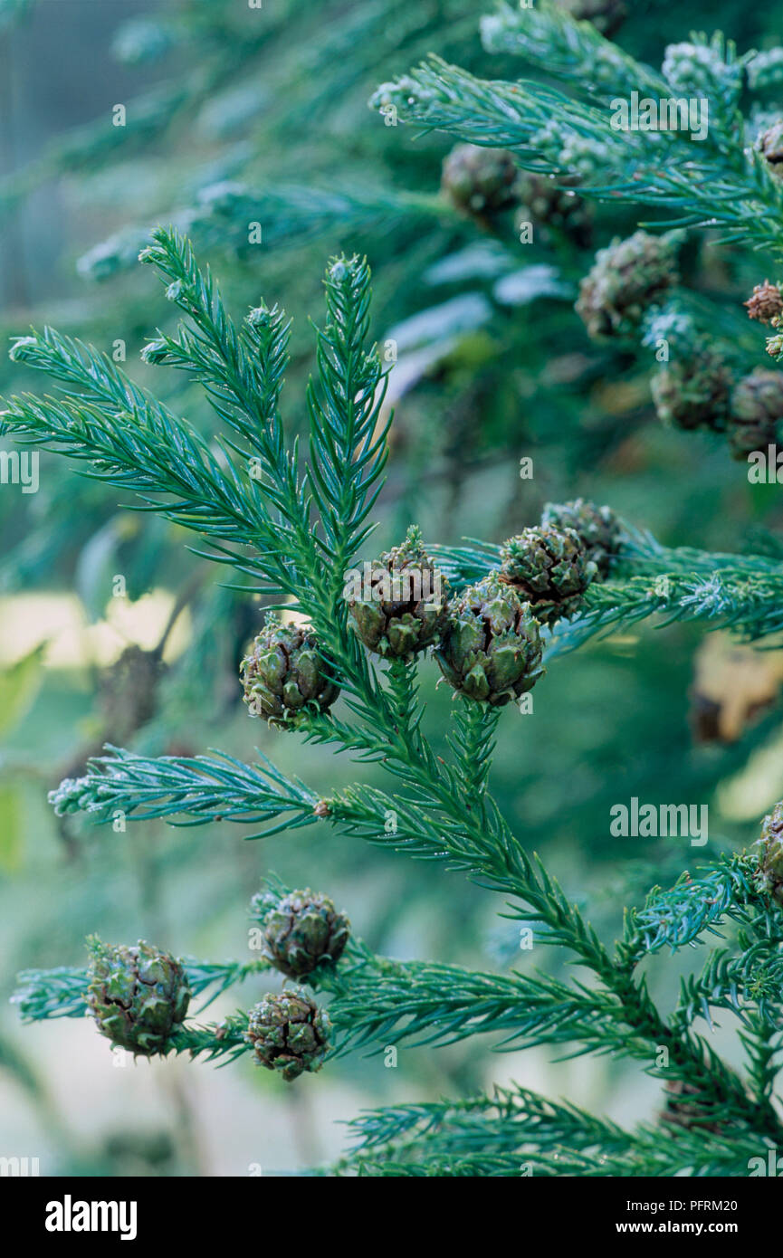 Developing cones on Cryptomeria Japonica (Japanese Cedar) branches, close-up Stock Photo
