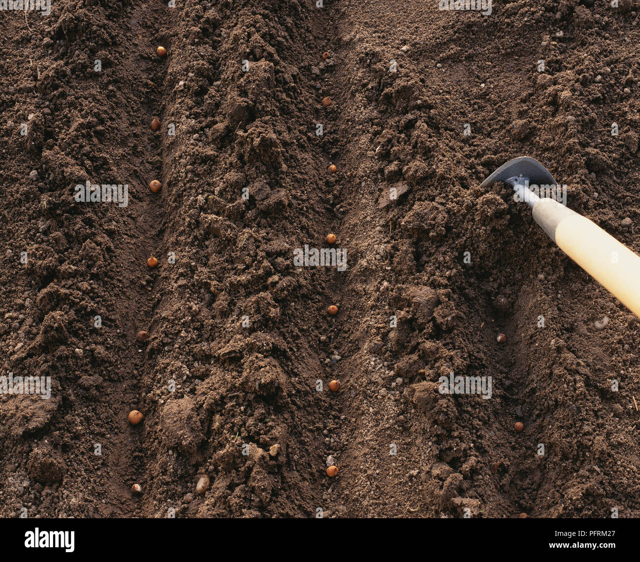 Gladioli bulbs in drills being covered with soil, using Dutch hoe Stock Photo