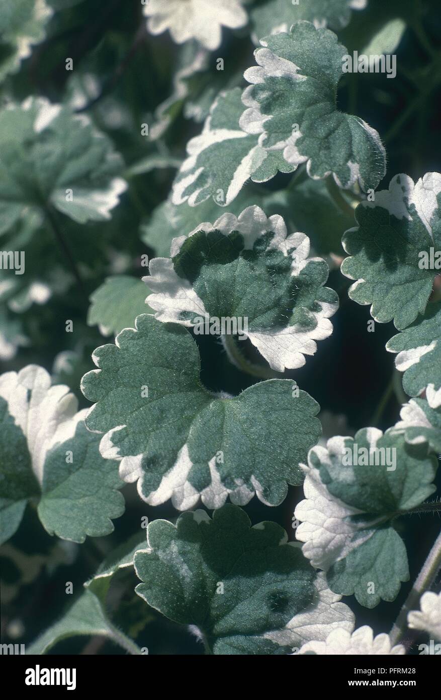Glechoma hederacea 'Variegata' (Variegated Ground Ivy) evergreen with green ad white leaves, close-uo Stock Photo