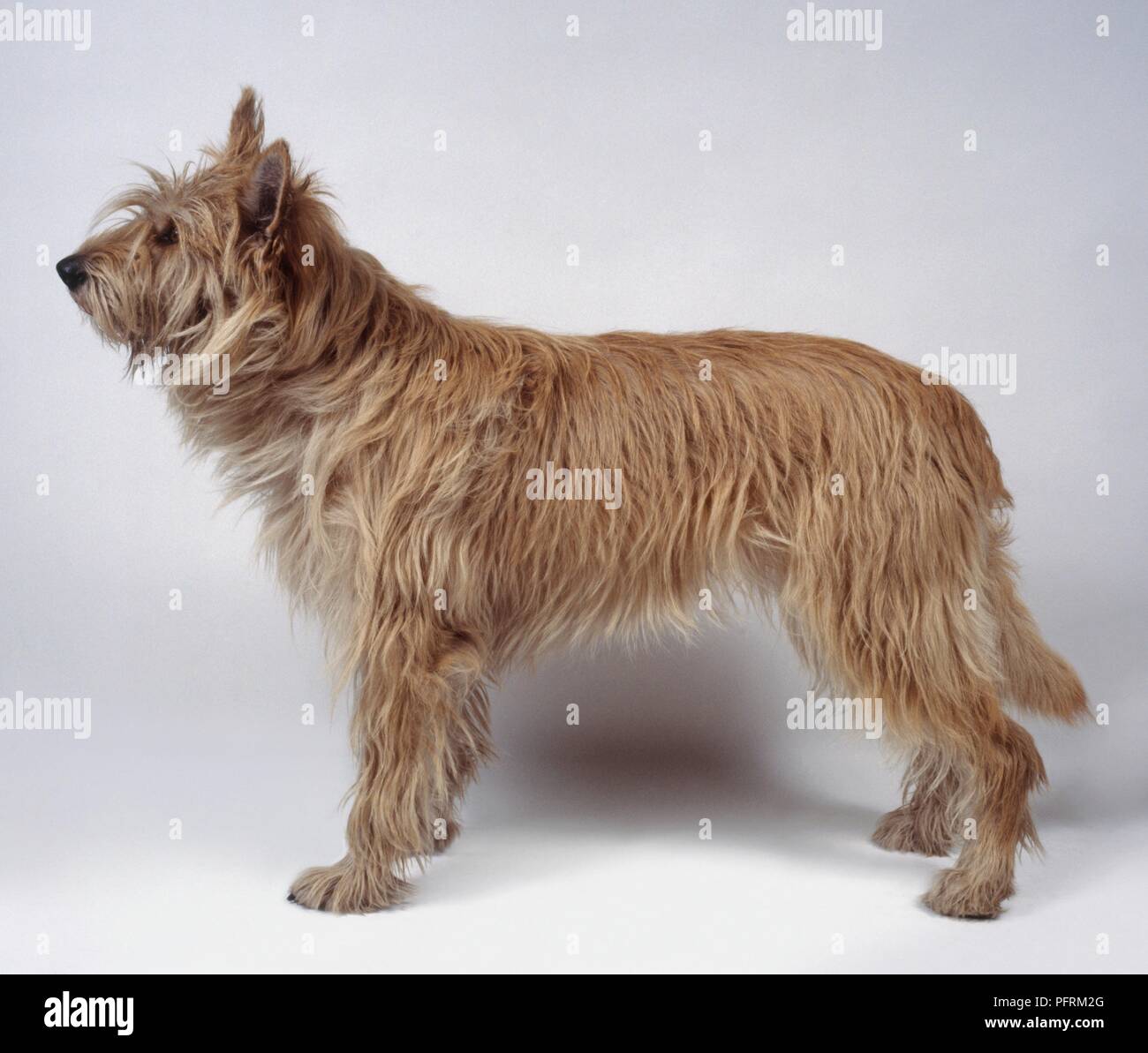 Berger Picard (Berger de Picardie, Picardy Shepherd), side view Stock Photo