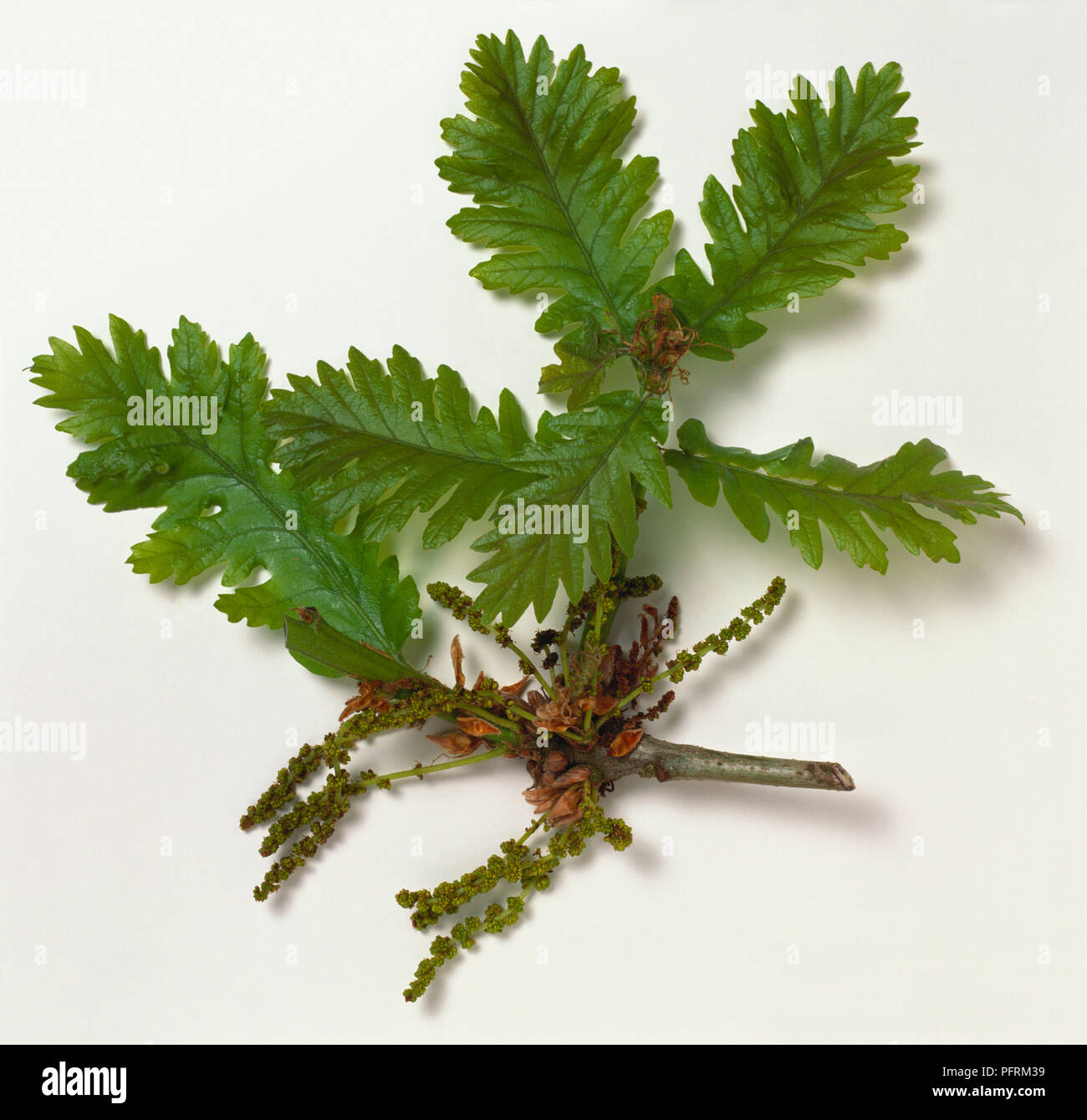 Quercus frainetto 'Hungarian Crown' (Hungarian oak), stem with leaves Stock Photo