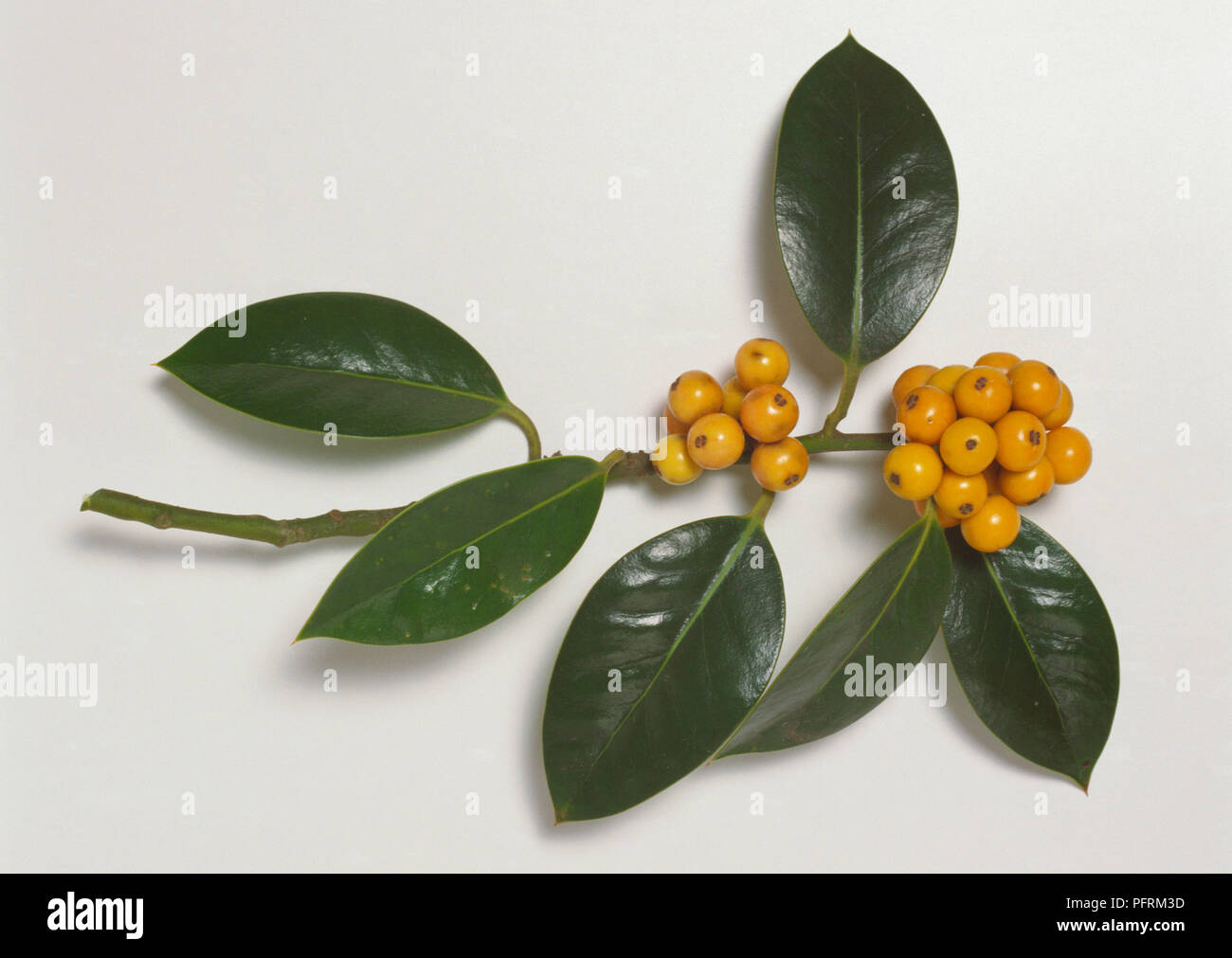 Ilex aquifolium 'Pyramidalis Fructu Luteo' (Holly), stem with green leaves and yellow berries Stock Photo