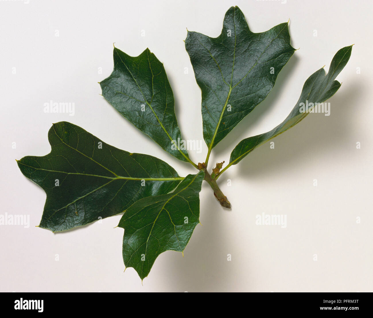 Quercus marilandica (Black jack oak), stem with leaves Stock Photo
