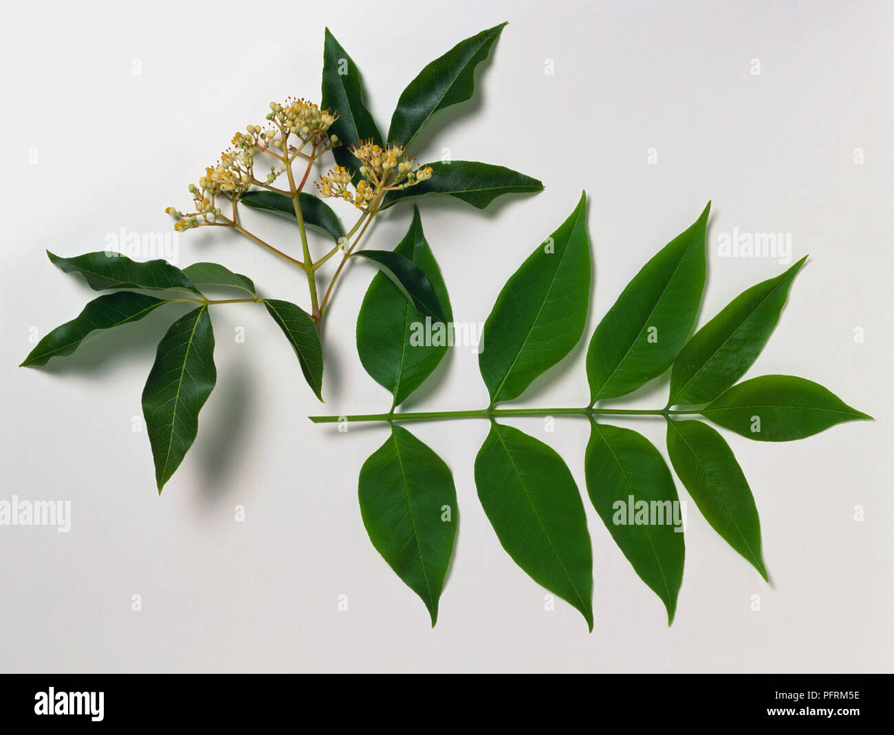 Tetradium daniellii, stems with leaves and flowers Stock Photo
