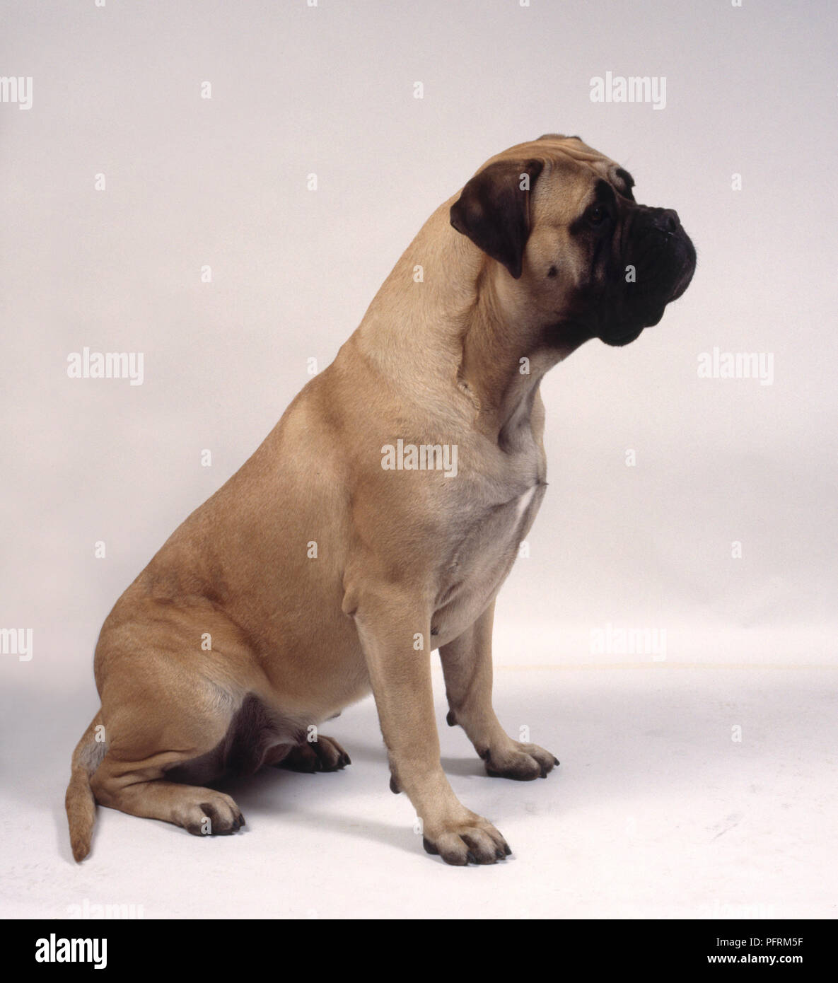 Female fawn Bullmastiff dog, sitting Stock Photo