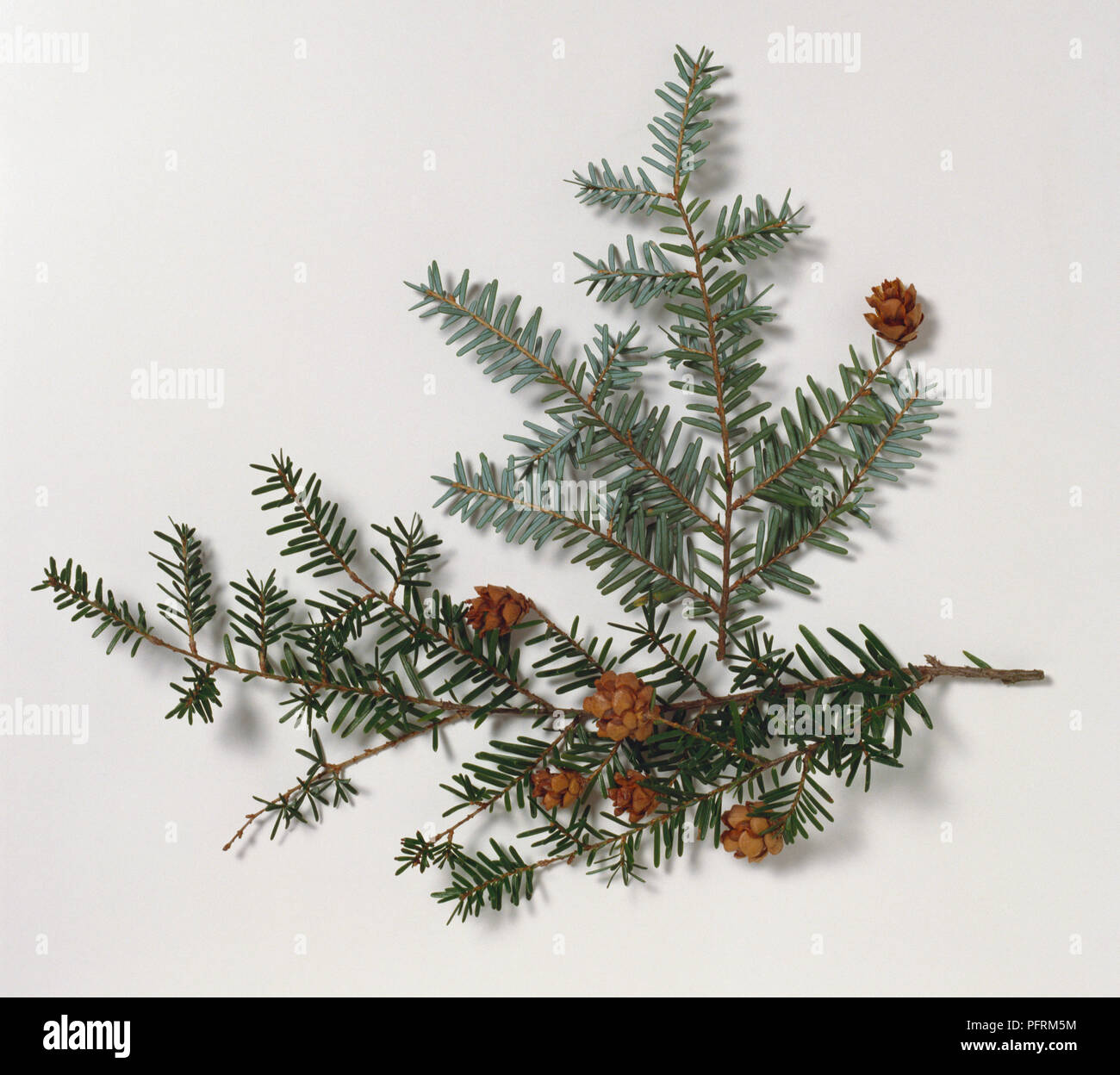 Tsuga heterophylla (Western hemlock), stems with leaves and cones, also showing underside of leaves Stock Photo