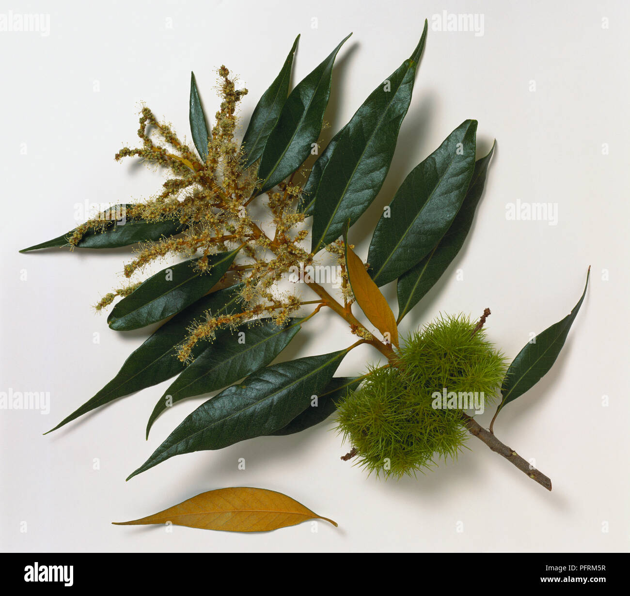 Chrysolepis chrysophylla (Golden chinkapin, Golden chinquapin), stem with leaves and husks Stock Photo
