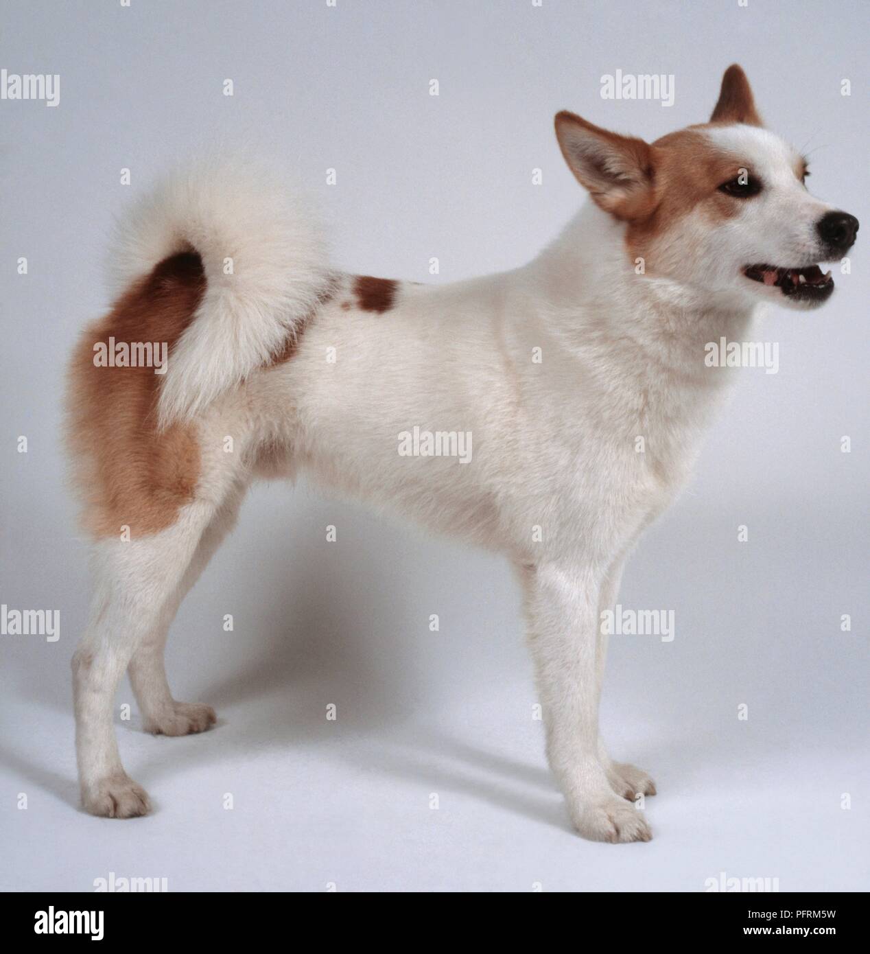 nordic spitz dog