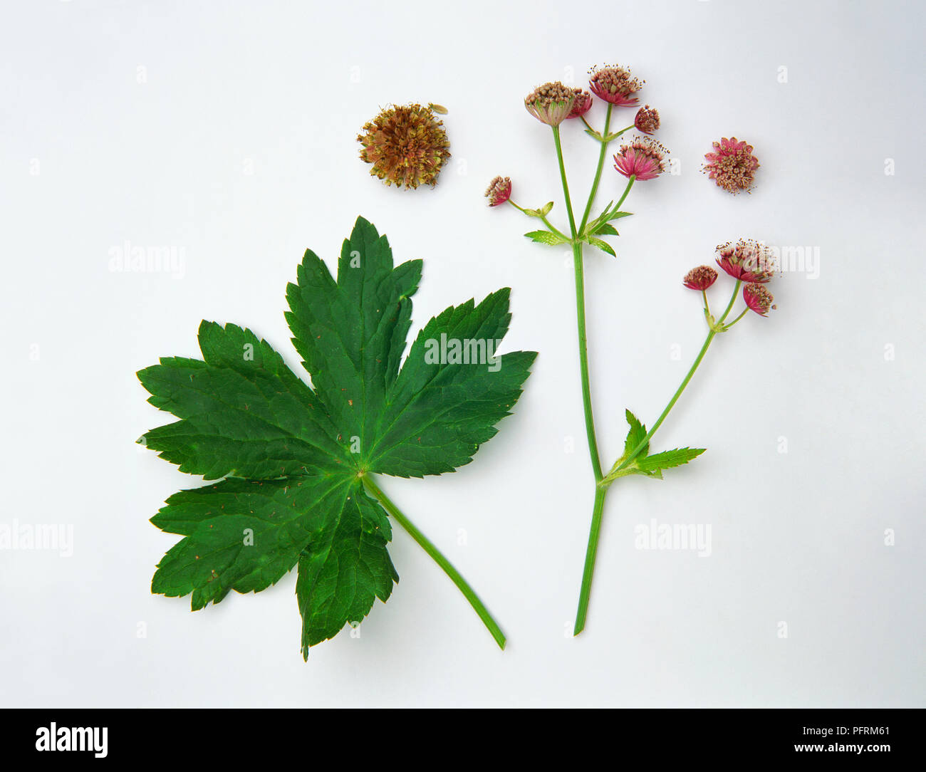 Astrantia major (Great masterwort), flowers and leaves Stock Photo