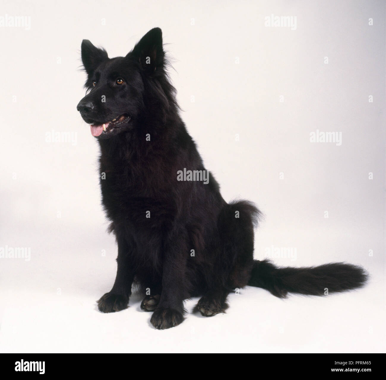 Alert Black Long Haired German Shepherd Dog Sitting Stock Photo