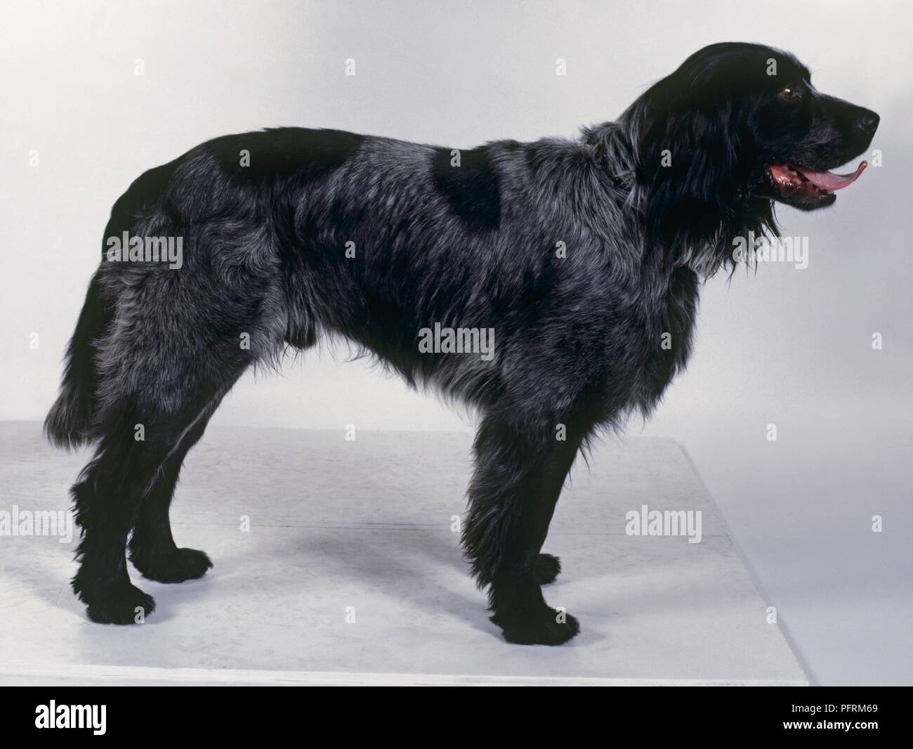 Picardy Spaniel High Resolution Stock Photography And Images Alamy